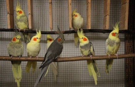 Запаморочливий світ папуги Корелла: Дослідження особливостей
Шукаємо господарів. . фото 3