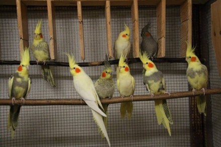 Запаморочливий світ папуги Корелла: Дослідження особливостей
Шукаємо господарів. . фото 4