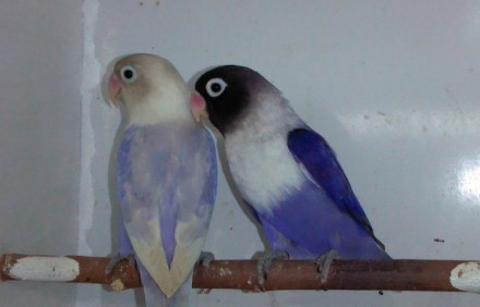 Птенцы и половозрелые птички от говорящих родителей,возможно приобрести с клетко. . фото 5