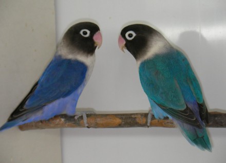 Птенцы и половозрелые птички от говорящих родителей,возможно приобрести с клетко. . фото 4