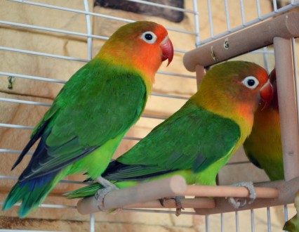 Птенцы и половозрелые птички от говорящих родителей,возможно приобрести с клетко. . фото 8