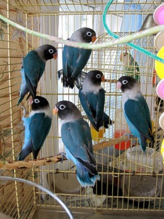 Птенцы и половозрелые птички от говорящих родителей,возможно приобрести с клетко. . фото 7