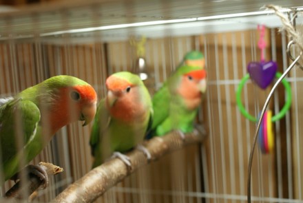 Неразлучник фишера яркий попугайчик, предлагаем к продаже молодых птенчиков. 

. . фото 4