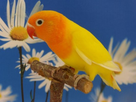 Неразлучник фишера яркий попугайчик, предлагаем к продаже молодых птенчиков. 

. . фото 5