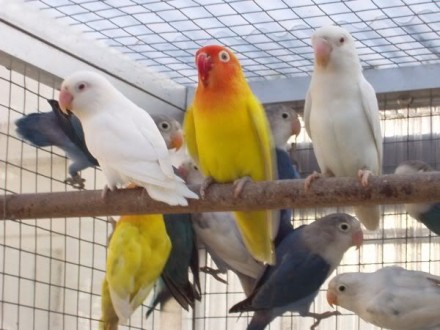 Неразлучник фишера яркий попугайчик, предлагаем к продаже молодых птенчиков. 

. . фото 6