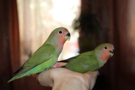 Неразлучник фишера яркий попугайчик, предлагаем к продаже молодых птенчиков. 

. . фото 3