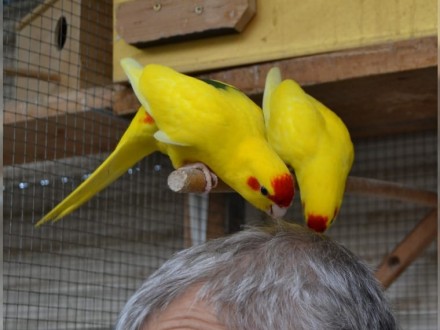 Яркие, забавные не шумные , а главное полностью ручные попугаи какарики или Ново. . фото 2
