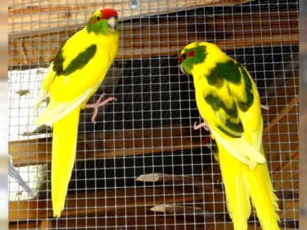 Яркие, забавные не шумные , а главное полностью ручные попугаи какарики или Ново. . фото 3