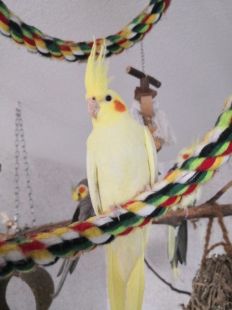Радісний світ птаха-примадонни: Втілення веселощів папуги Корелла. Він елегантни. . фото 3