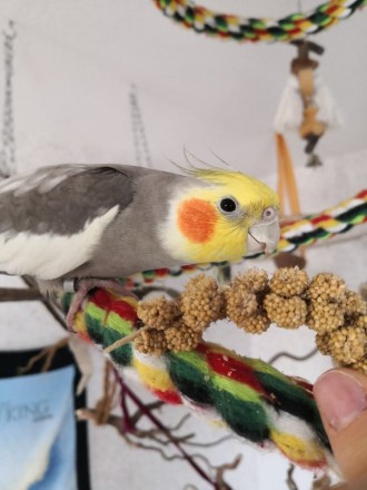 Радісний світ птаха-примадонни: Втілення веселощів папуги Корелла. Він елегантни. . фото 2