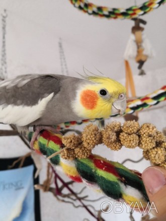 Радісний світ птаха-примадонни: Втілення веселощів папуги Корелла. Він елегантни. . фото 1
