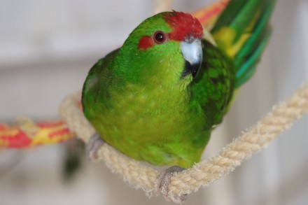 Какарики (назва походить від мови маорі і означає "маленький папуга") . . фото 4