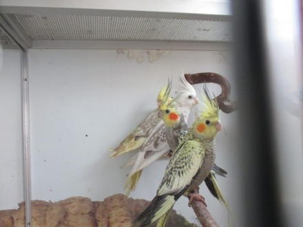 Оптимальні умови для придбання папуги Корелла та необхідних аксесуарів, забезпеч. . фото 2