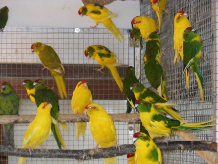 Всі наші папуги Какарікі пройшли ветеринарний огляд, гарантуючи їх відмінне здор. . фото 4