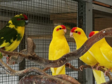Всі наші папуги Какарікі пройшли ветеринарний огляд, гарантуючи їх відмінне здор. . фото 2