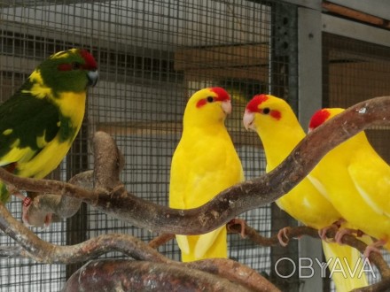 Всі наші папуги Какарікі пройшли ветеринарний огляд, гарантуючи їх відмінне здор. . фото 1