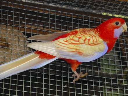 Папуги розели говорять не дуже добре, проте голос у них надзвичайно гарна і мело. . фото 4