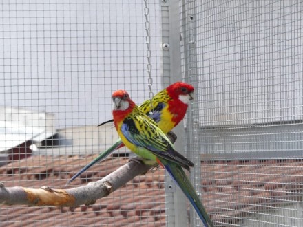 Папуги розели говорять не дуже добре, проте голос у них надзвичайно гарна і мело. . фото 3