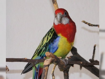 Папуги розели говорять не дуже добре, проте голос у них надзвичайно гарна і мело. . фото 2