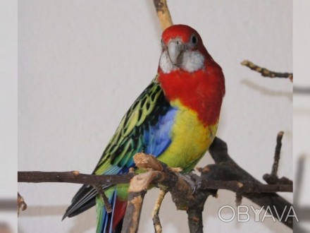 Папуги розели говорять не дуже добре, проте голос у них надзвичайно гарна і мело. . фото 1
