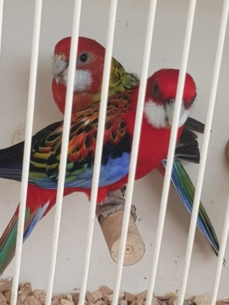 Зваблива екзотика: Неймовірно красиві папуги Розелла тепер доступні для придбанн. . фото 4