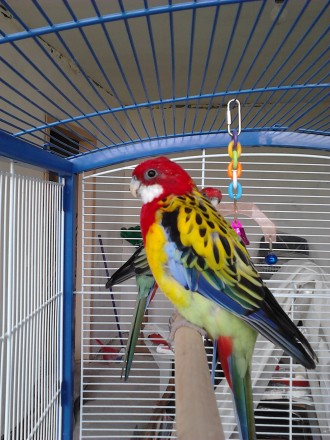 Зваблива екзотика: Неймовірно красиві папуги Розелла тепер доступні для придбанн. . фото 3