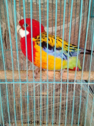 Зваблива екзотика: Неймовірно красиві папуги Розелла тепер доступні для придбанн. . фото 2