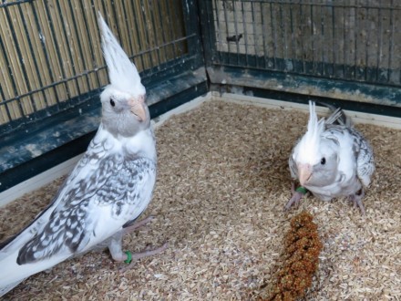 Дружелюбність: Папуги Корелла швидко приручаються до людей та інших тварин, що д. . фото 3
