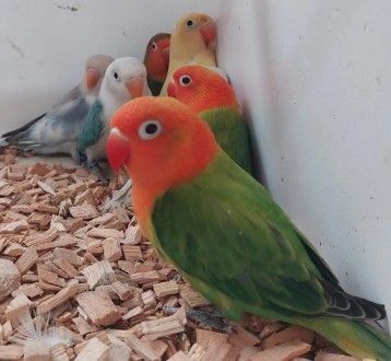 Готові до продажу ручні пташенята-викормиші-папуги нерозлучники, вік 1,5 місяці,. . фото 6