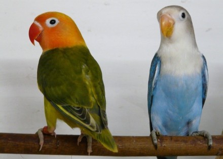 Нерозлучники
Веселі, кумедні, дуже рухливі папуги.
Досить швидко звикають до р. . фото 4