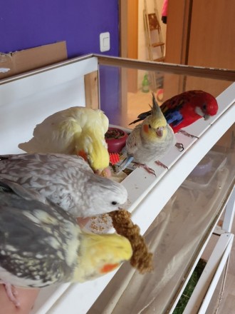Прекрасні папуги Корелла шукають своїх власників!
Є в наявності клітки, корми т. . фото 2