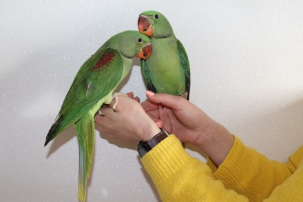 Александрийский попугай ( Большой Кольчатый ) – продажа птенцов из нашего . . фото 4