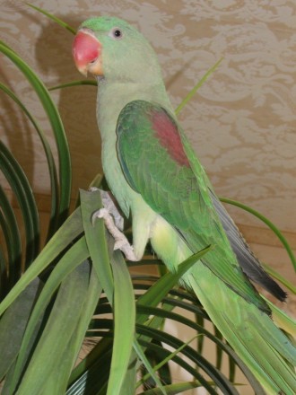 Александрийский попугай ( Большой Кольчатый ) – продажа птенцов из нашего . . фото 3