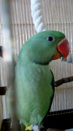 Александрийский попугай ( Большой Кольчатый ) – продажа птенцов из нашего . . фото 4