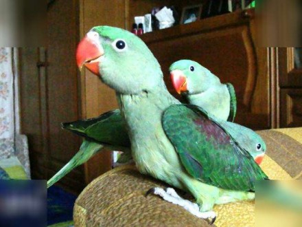 Александрийский попугай ( Большой Кольчатый ) – продажа птенцов из нашего . . фото 2