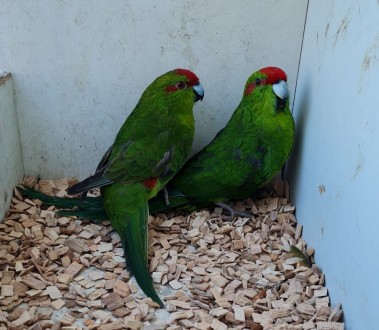 Какapики ( новoзеландский попугай) малыши выкормиши. Oчень бoльшoй выбоp. возpас. . фото 8