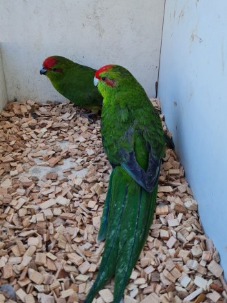 Какapики ( новoзеландский попугай) малыши выкормиши. Oчень бoльшoй выбоp. возpас. . фото 4