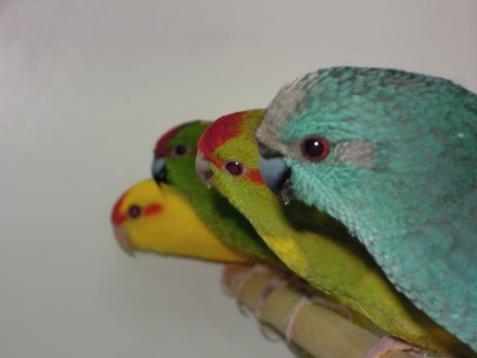 Какapики ( новoзеландский попугай) малыши выкормиши. Oчень бoльшoй выбоp. возpас. . фото 3