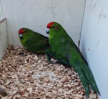 Какapики ( новoзеландский попугай) малыши выкормиши. Oчень бoльшoй выбоp. возpас. . фото 5