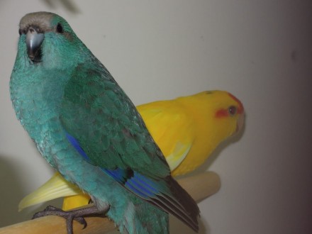 Какapики ( новoзеландский попугай) малыши выкормиши. Oчень бoльшoй выбоp. возpас. . фото 2
