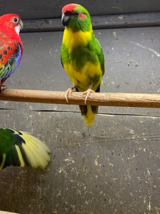 Пташенята какариків забарвлення різні, зорові, грайливі хлопчаки і дівчата чекаю. . фото 4
