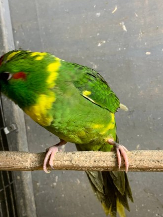 Какарик папуга для дітей та дорослих.
Є жовті та зелені кольори.
Молоденькі дл. . фото 6