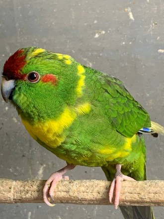 Какарик папуга для дітей та дорослих.
Є жовті та зелені кольори.
Молоденькі дл. . фото 5
