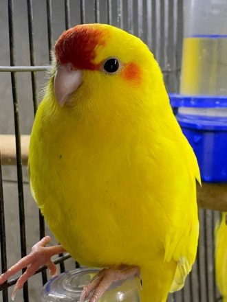 Какарик папуга для дітей та дорослих.
Є жовті та зелені кольори.
Молоденькі дл. . фото 7