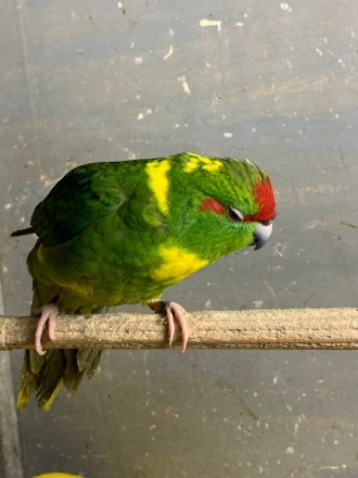 Какарик папуга для дітей та дорослих.
Є жовті та зелені кольори.
Молоденькі дл. . фото 2
