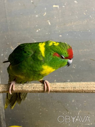 Какарик папуга для дітей та дорослих.
Є жовті та зелені кольори.
Молоденькі дл. . фото 1