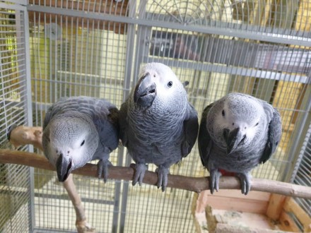 Продаются милейшие попугайчики Жако, возрастом от 2 месяцев. Все попугаи здоровы. . фото 3