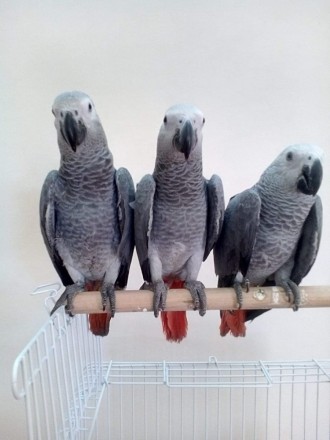 Продаются милейшие попугайчики Жако, возрастом от 2 месяцев. Все попугаи здоровы. . фото 2