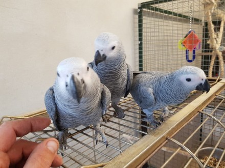 Продаются милейшие попугайчики Жако, возрастом от 2 месяцев. Все попугаи здоровы. . фото 4
