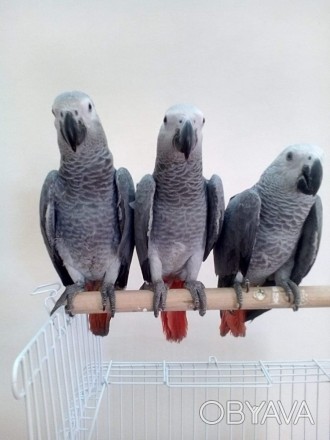 Продаются милейшие попугайчики Жако, возрастом от 2 месяцев. Все попугаи здоровы. . фото 1